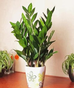 Aesthetic Zamioculcas Plant paint by number