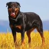Aesthetic Black Rottweiler paint by number