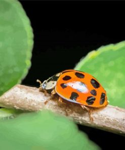 ladybeetle Insect Paint by numbers