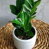 Aesthetic Plant Zamioculcas paint by number