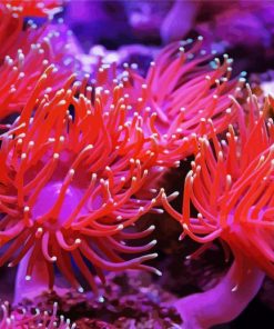Anemones Pink paint by number