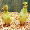 Baby Indian Runner Ducks paint by number