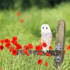 Barn Owl And Poppies paint by number