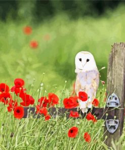 Barn Owl And Poppies paint by number