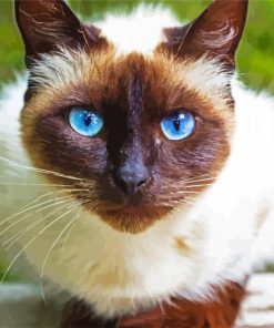Beautiful Siamese Cat paint by number