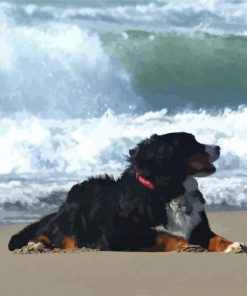 Bernese Mountain Dog On The Beach paint by number