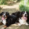 Bernese Mountain Dogs paint by number