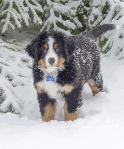 Bernese Mountain Puppy On Snow paint by number