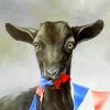 Cute Baby Goat paint by number