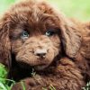 Brown Newfoundland Puppy paint by number