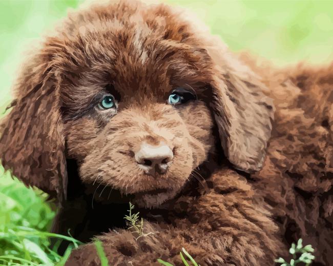 Brown Newfoundland Puppy paint by number