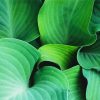 Close Up Hosta Art paint by numbers