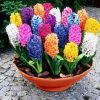 Colroful Hyacinth paint by numbers