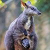 Cool Wallaby Animal paint by number