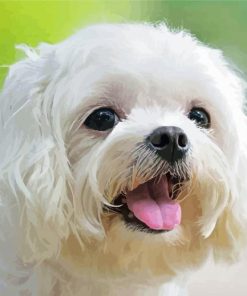 Cute Maltese Dog paint by numbers