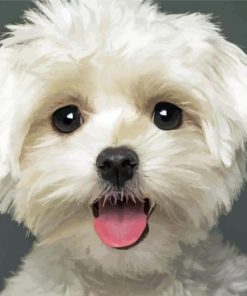 Cute White Maltese Dog paint by numbers