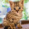 Cute Savannah Kittenn paint by numbers