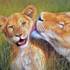 Cute Lions Animals paint by numbers