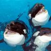 Cute Orcas paint by numbers
