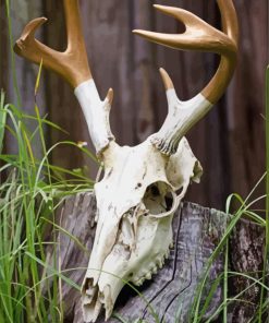Deer Skull Art paint by numbers
