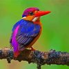 Dwarf kingfisher paint by number