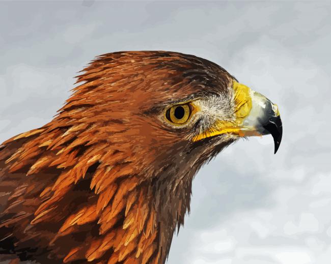 Eagle Aquila paint by number