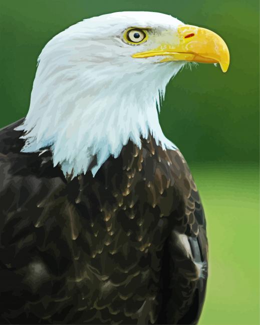 Eagle Bird Aquila paint by number