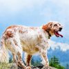 English Setter Dog Breed paint by number