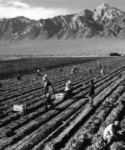 Fields By Ansel Adams paint by number