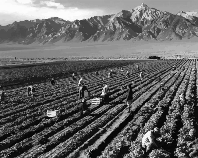 Fields By Ansel Adams paint by number
