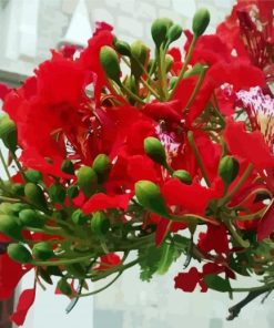 Flamboyan Flower Plant paint by numbers