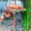 Flamingo Drinking Water paint by numbers