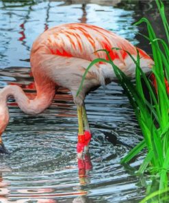 Flamingo Drinking Water paint by numbers