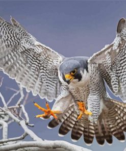 Flying Grey Falcon paint by numbers