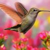 Flying Beautiful Hummingbird paint by number