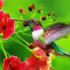 Cute Flying Hummingbird paint by numbers