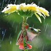 Frog Under Flower Umbrella paint by numbers