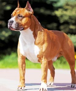 Golden American Staffordshire Terrier Dog Animal paint by number