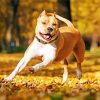 Golden American Staffordshire Terrier Dogs paint by number