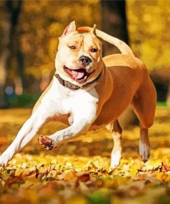 Golden American Staffordshire Terrier Dogs paint by number