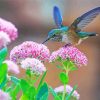 Hummingbird And Flowers paint by number