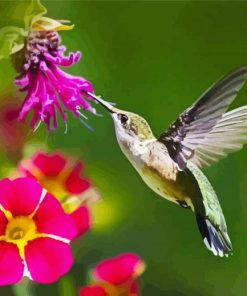 Hummingbird And Pink Flower paint by numbers