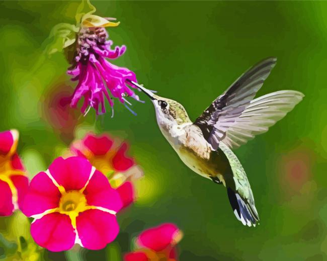 Hummingbird And Pink Flower paint by numbers