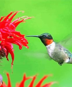 Hummingbird And Flower paint by numbers