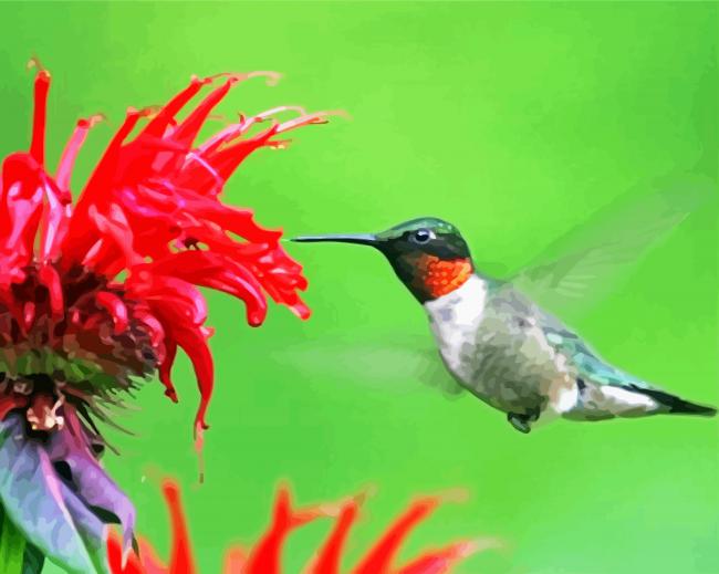 Hummingbird And Flower paint by numbers