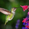 Hummingbird With Flowers paint by numbers