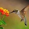 Hummingbird With Lantana paint by number