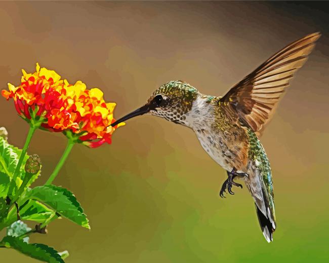 Hummingbird With Lantana paint by number