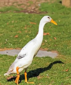Indian Runner Duck paint by number