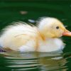 Aesthetic Baby Indian Runner Duck paint by number